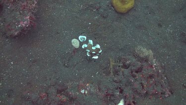 Harlequin sweetlips in the Bali Sea