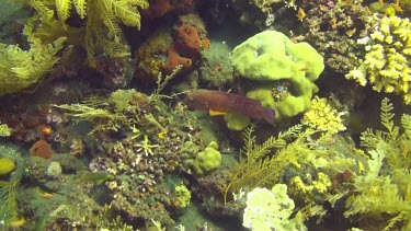 Group of small fish swimming in and around the coral reef