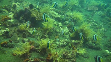 Longfin bannerfish in the Bali sea