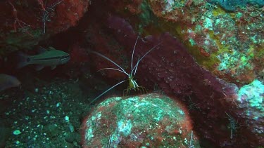 Pacific Cleaner Shrimp sitting on the rocks in the Bali Sea