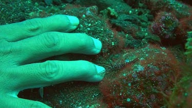 Durban hinge-beak prawn at a cleaning station in the Bali Sea