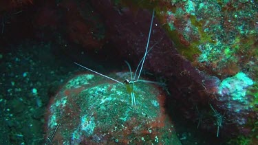 Pacific Cleaner Shrimp sitting on the rocks in the Bali Sea