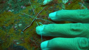Pacific Cleaner Shrimp cleaning at a cleaning station