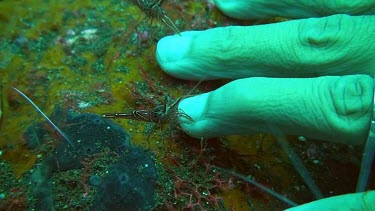 Pacific Cleaner Shrimp cleaning at a cleaning station