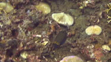 Guineafowl puffer in the Bali Sea