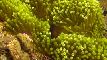 Spinecheek anemonefish in the coral reef of the Bali Sea