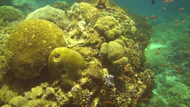 Coral reef of the Bali Sea