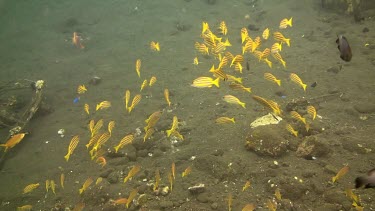 Bluestripe snapper in the Bali Sea