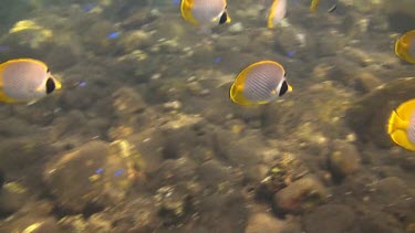 Panda butterflyfish in the Bali Sea