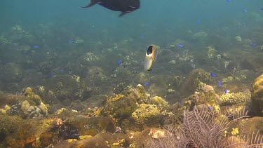 Group of small fish swimming in and around the coral reef