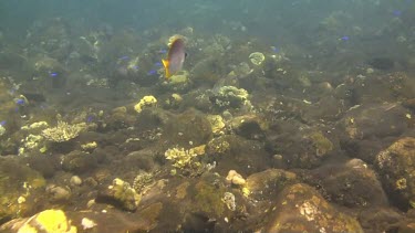 Panda butterflyfish in the Bali Sea