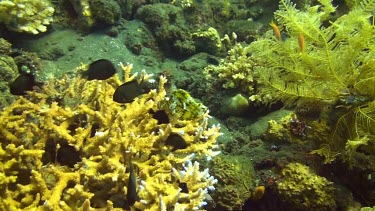 Group of small fish swimming in and around the coral reef