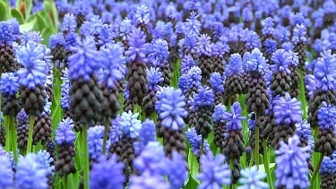 Field of grape hyacinths in the Netherlands