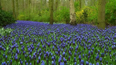 Field of grape hyacinths in the Netherlands