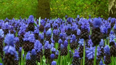 Field of grape hyacinths in the Netherlands