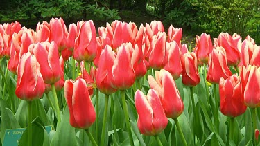 Field of tulips in the Netherlands