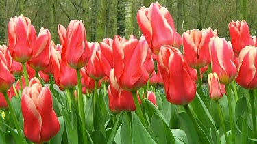 Field of tulips in the Netherlands