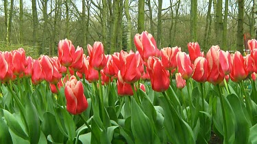 Field of tulips in the Netherlands