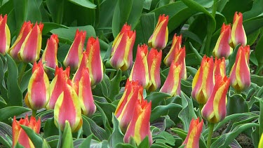 Smal group of red and yellow tulips