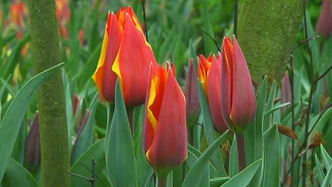 Small group of red tulips