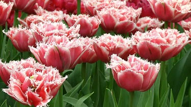 Fringed white and pink tulips