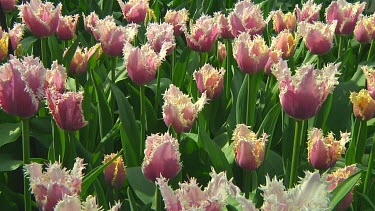 Fringed white and violet tulips