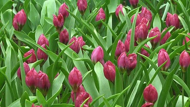 Group of small violet tulips