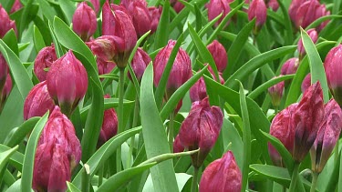 Group of small violet tulips