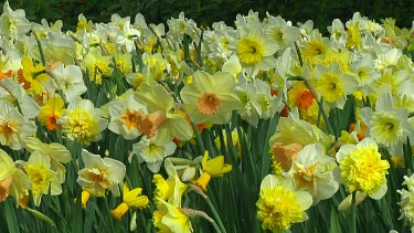 Mix of different types of daffodil