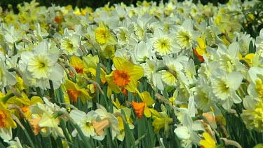 Mix of different types of daffodil