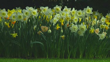 Mix of different types of daffodil