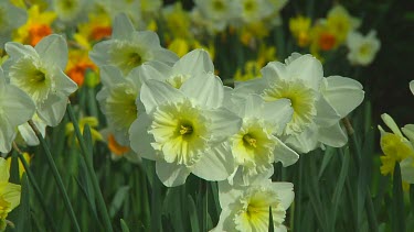 Mix of different types of daffodil