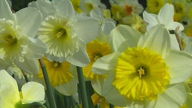 Mix of different types of daffodil