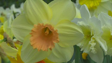 Mix of different types of daffodil