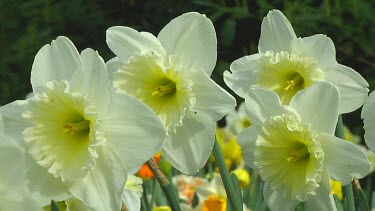 Mix of different types of daffodil