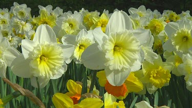 Mix of different types of daffodil