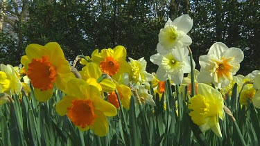 Mix of different types of daffodil