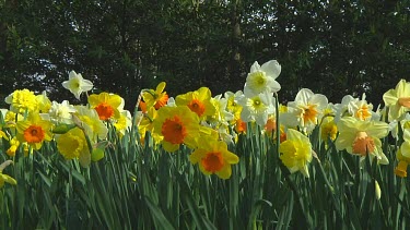 Mix of different types of daffodil