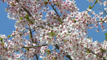 Pink and white flowers on a prunus