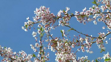 Pink and white flowers on a prunus