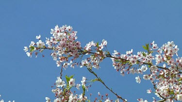 Pink and white flowers on a prunus