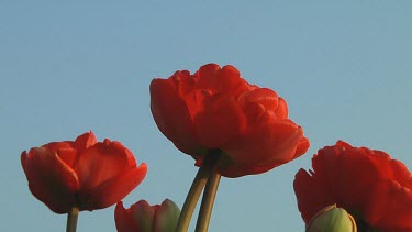 Close up of double red tulips