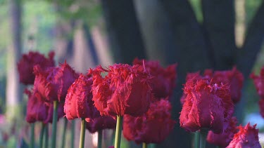 Group op fringed red tulips in Holland in the early morning light