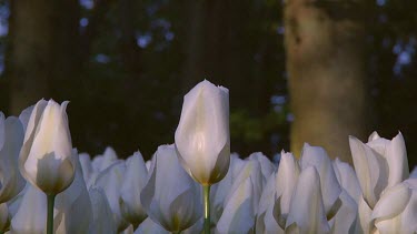 White tulips in the early morning light