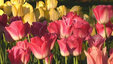 Small group of pink tulips