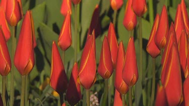 Group of small red tulips in the early morning sun