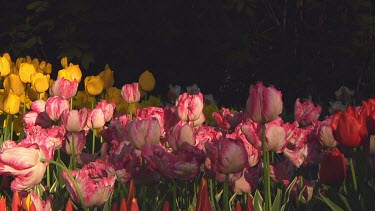 Fringed double pink tulips in the early morning sun