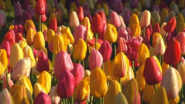 Field of mixed tulips in the early morning sun