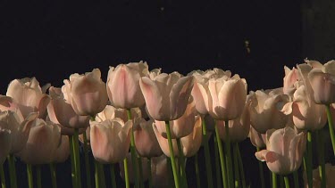 White tulips in Holland