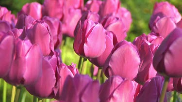 Small group of purple tulips